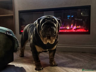 English Bulldog dogs REGGIE ( MAIN MAN KNUCKLES ) - Advert 10