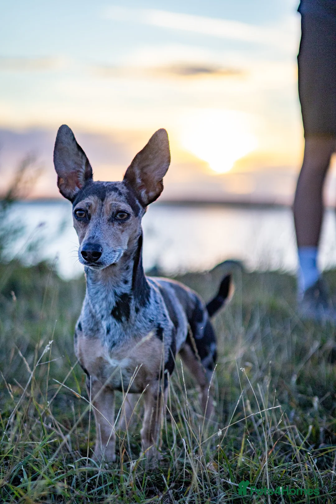 Jackshund dogs for sale: Jack Russell X dachshund for sale - Advert 2
