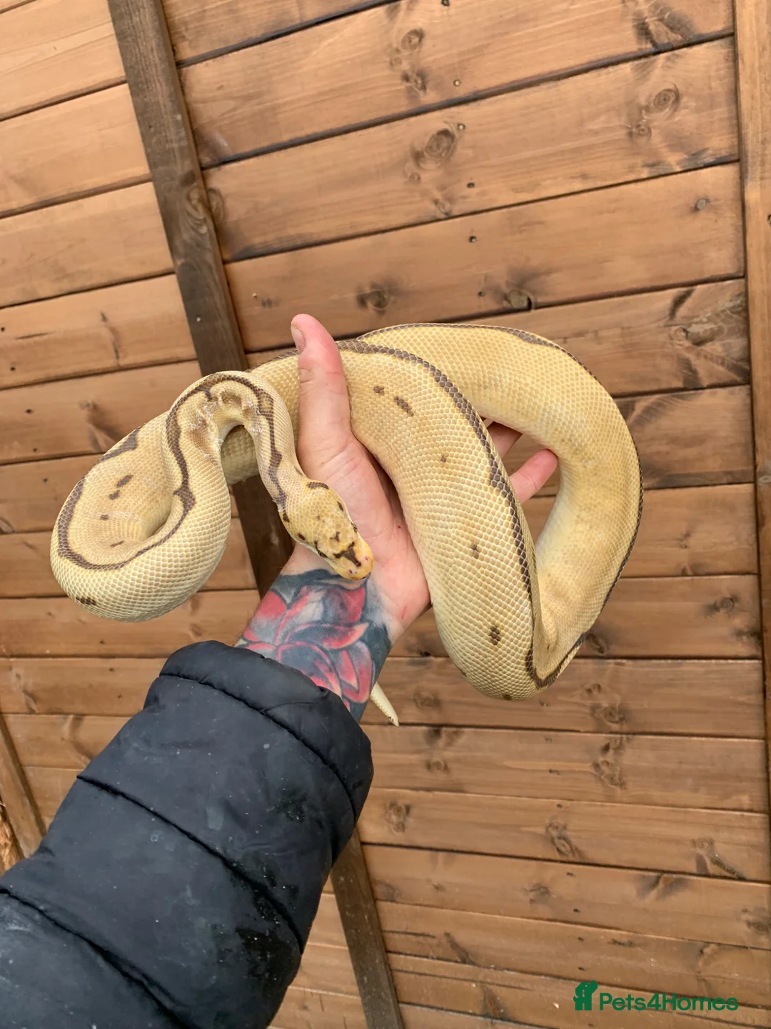 Python Snake reptiles for sale: Ball pythons  - Advert 2