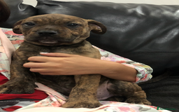 Presa Canario dogs for stud: STUD DOG presa canario pedigree reverse brindle - Image 13