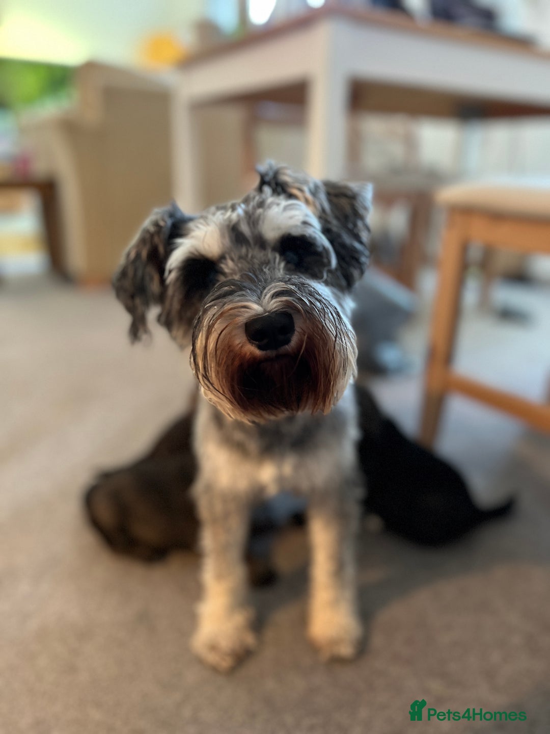Mixed Breed dogs for sale: Schnackadoodles (Mini Schnauzer X Jackadoodle) - Image 4