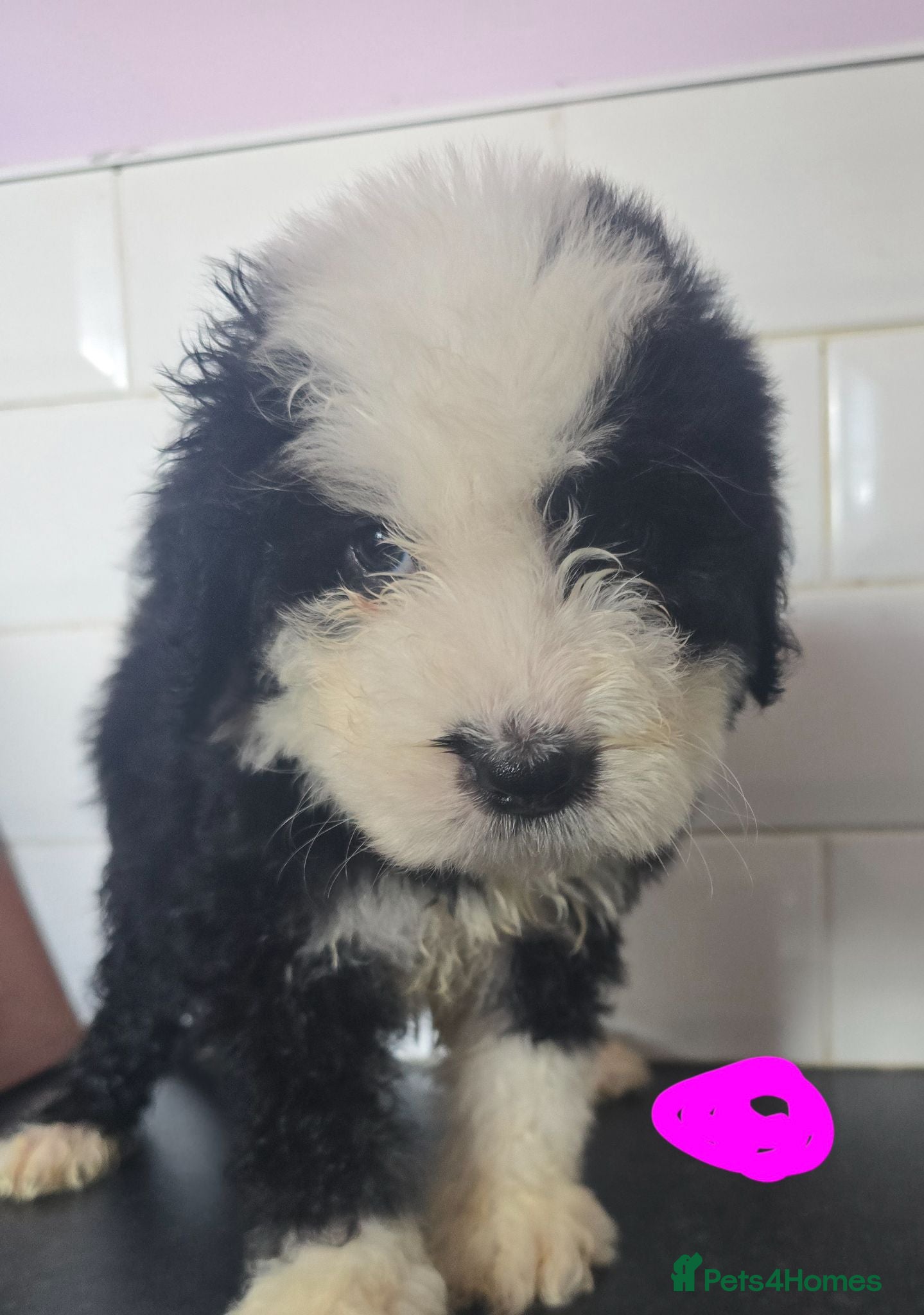 Old English Sheepdog dogs Old english sheepdog x bernese mountain dog 6 week - Advert 7