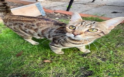 Bengal cats for sale: Half Bengal Kitten Ready Now - Advert 7