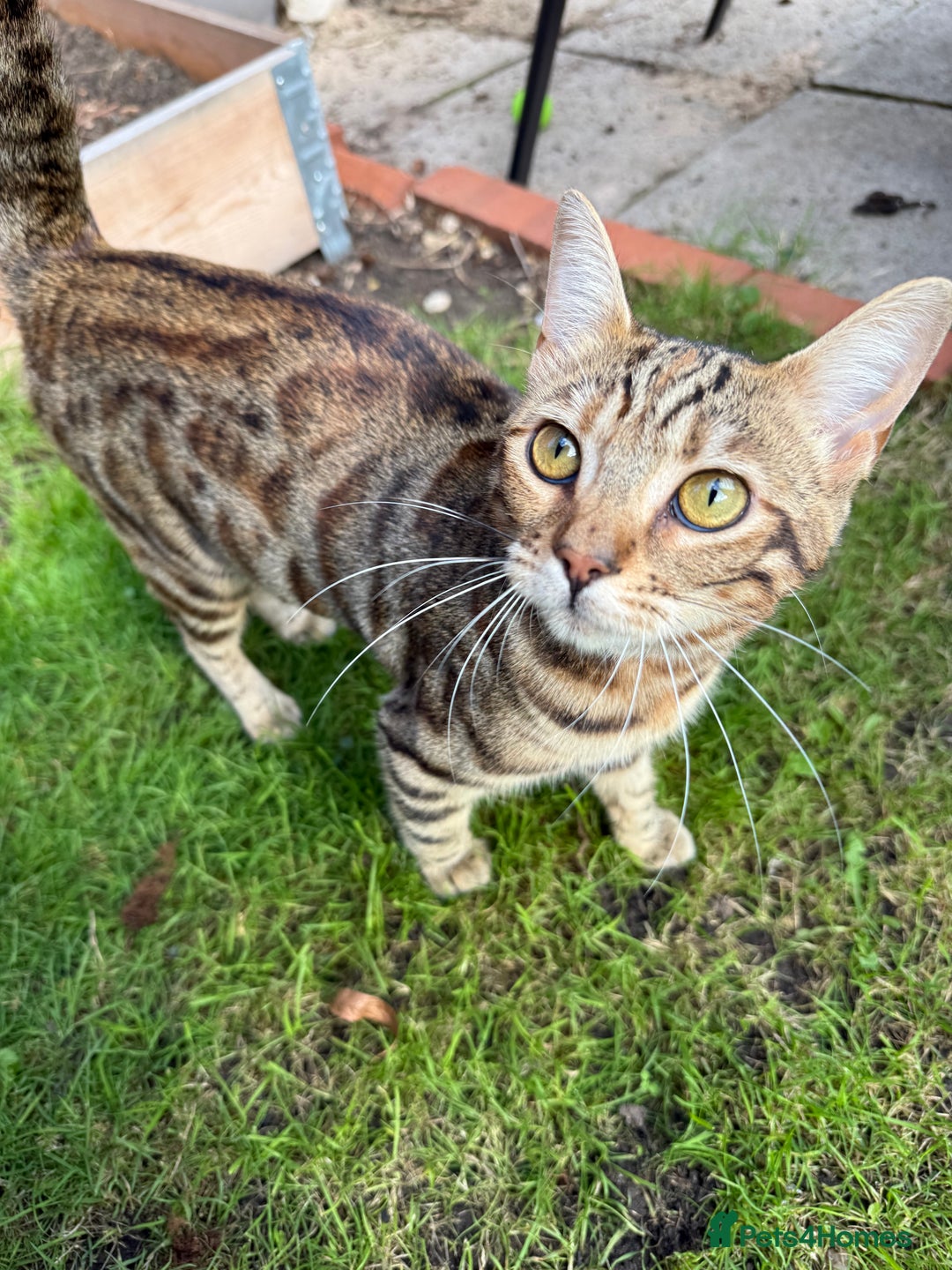 Bengal cats for sale: Half Bengal Kitten Ready Now - Advert 7