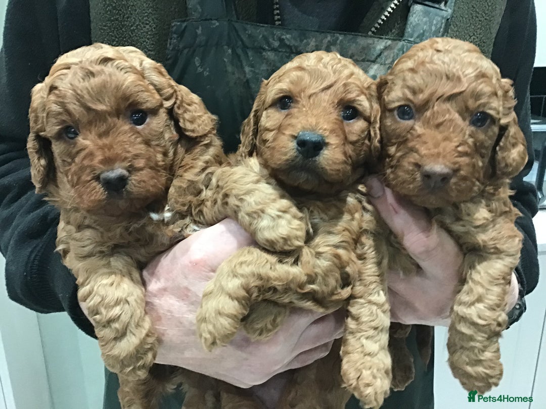 Labradoodle dogs for sale: 5* MINI F1B LABRADOODLE PUPPIES. - Advert 2