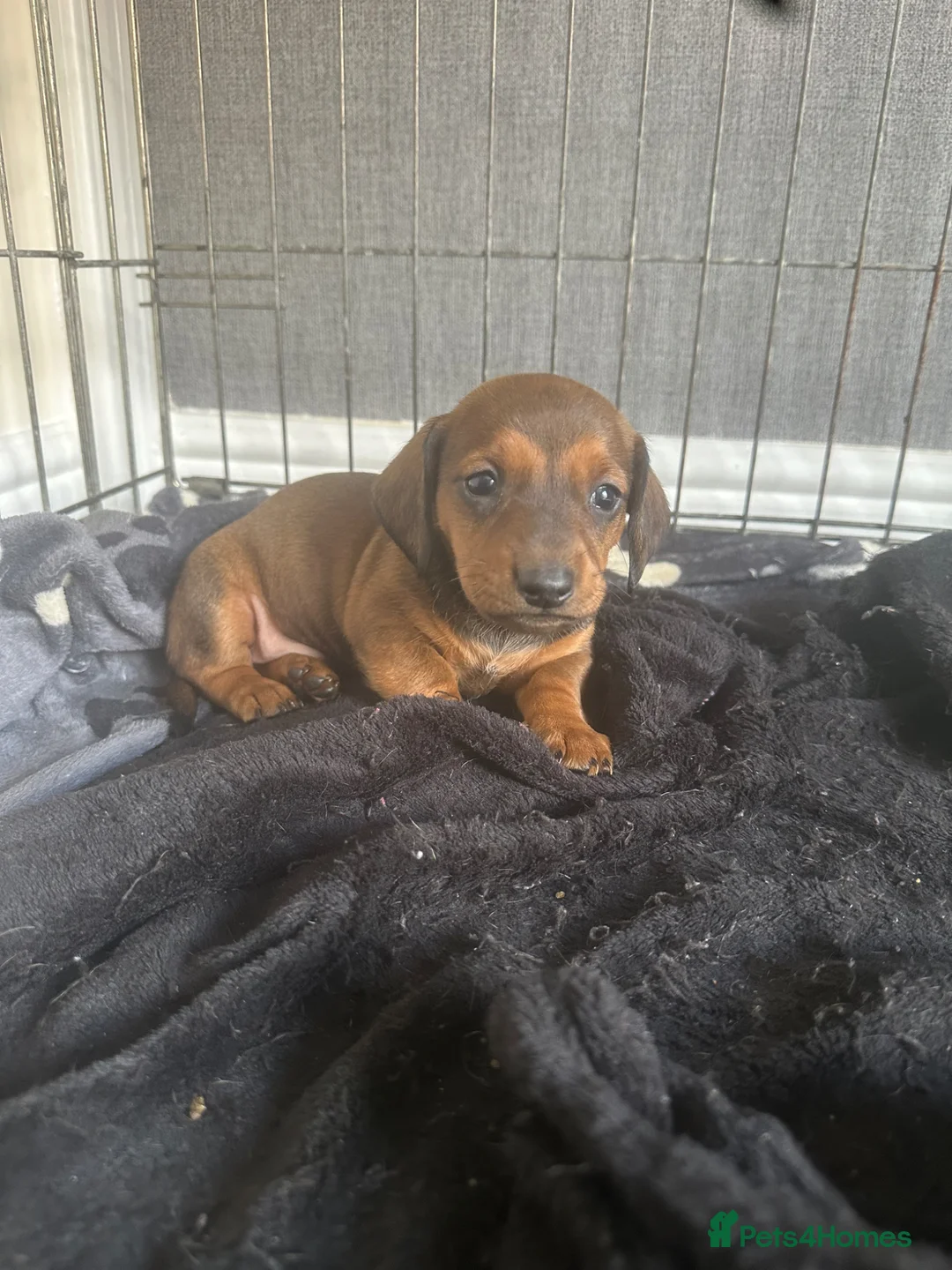 Dachshund dogs for sale: Dachshund puppies  - Advert 1