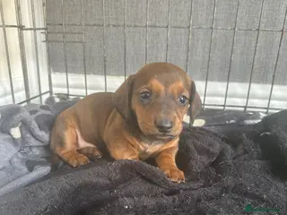 Dachshund dogs Dachshund puppies - Advert 6