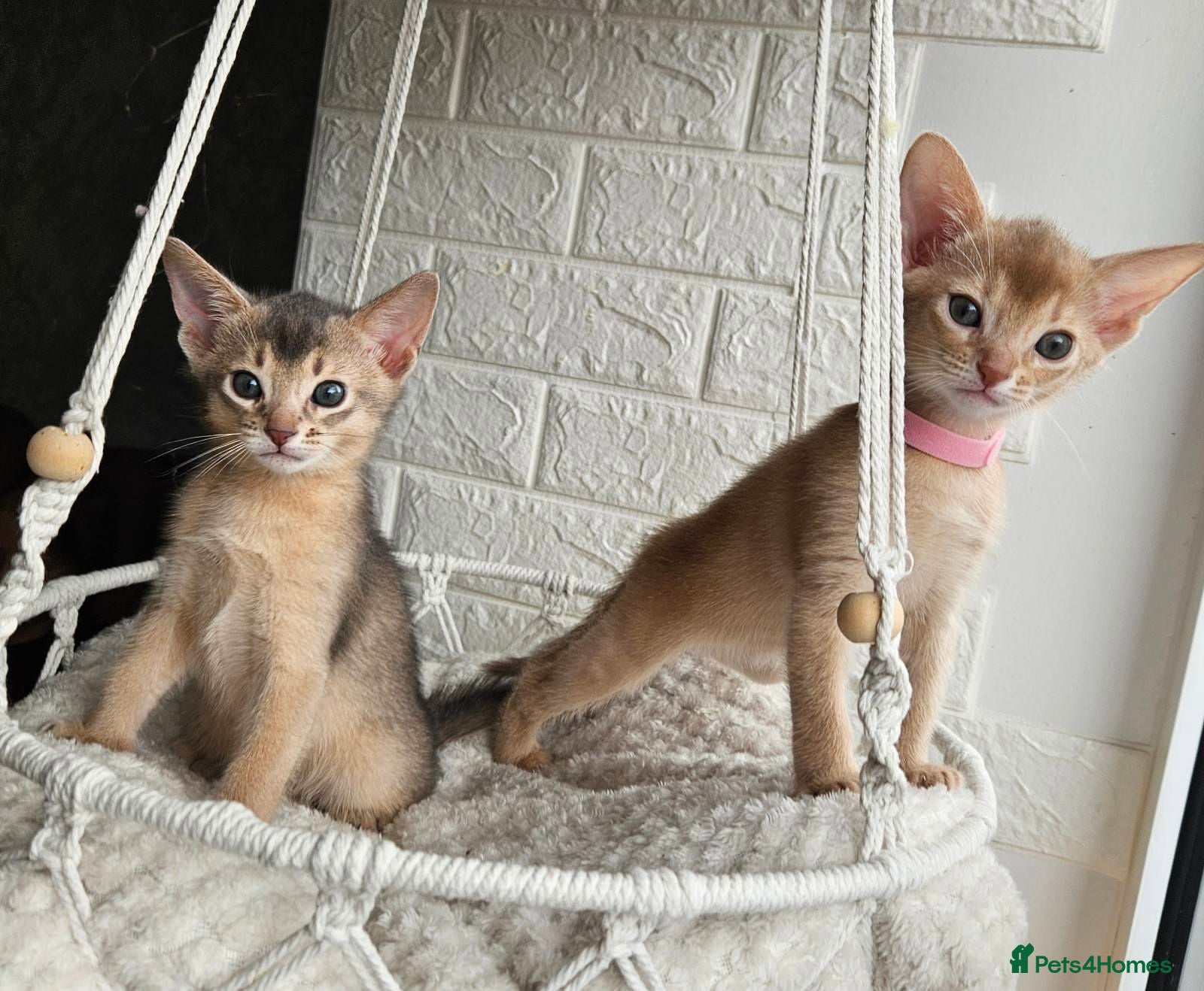 Abyssinian cats Beautiful Abyssinian Kittens  - Advert 10