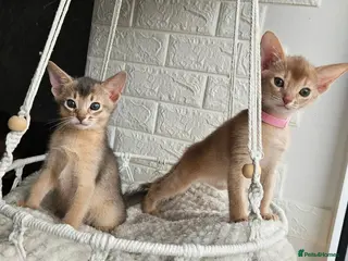 Abyssinian cats Beautiful Abyssinian Kittens - Advert 3