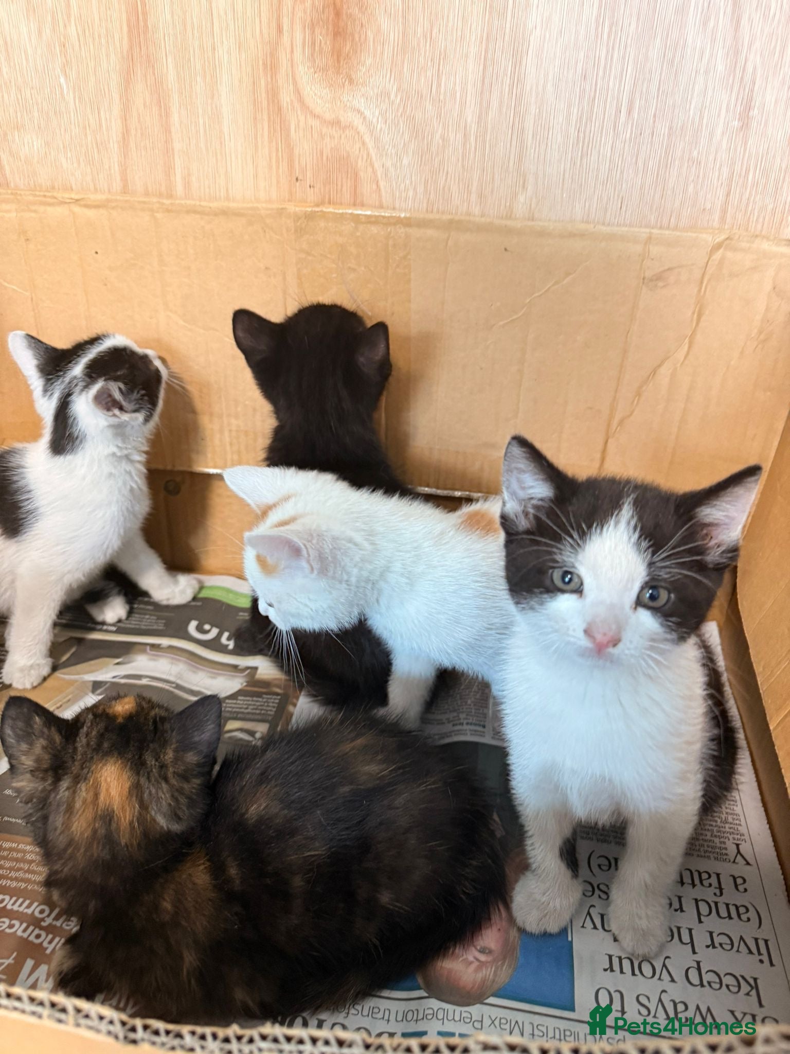Mixed Breed cats Kittens for sale  - Advert 18