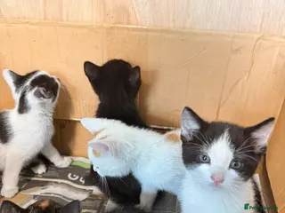 Mixed Breed cats Kittens for sale - Advert 18
