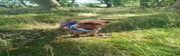 Griffon Bruxellois dogs for sale: Chocolate male - Advert 10