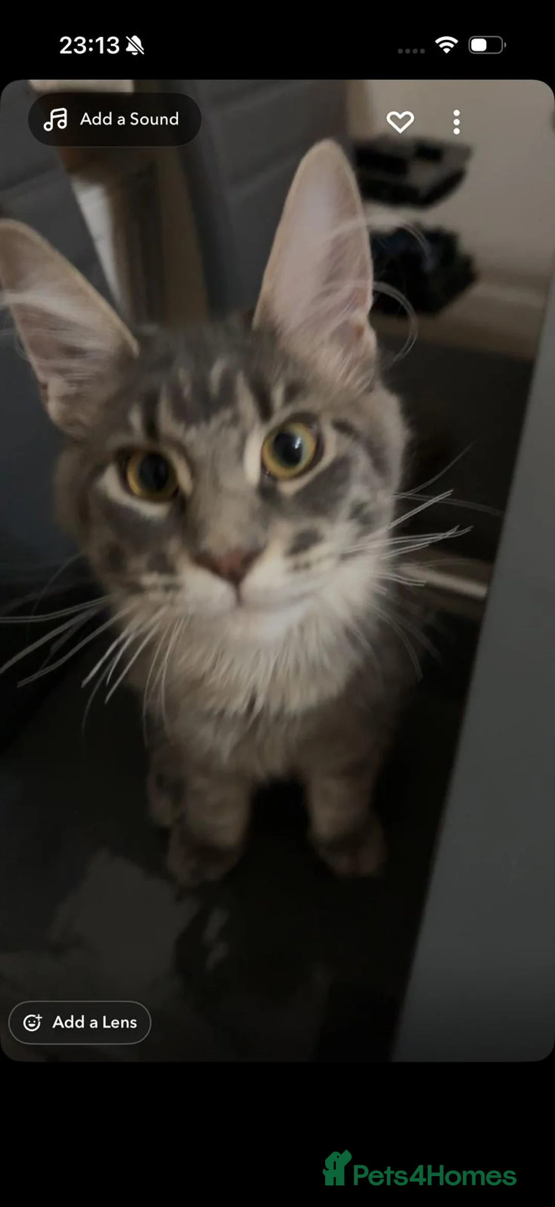 Maine Coon cats for sale: Loving home - Russian blue diamond - Advert 4