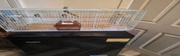Finches birds for sale: Goldfinches  - Advert 3
