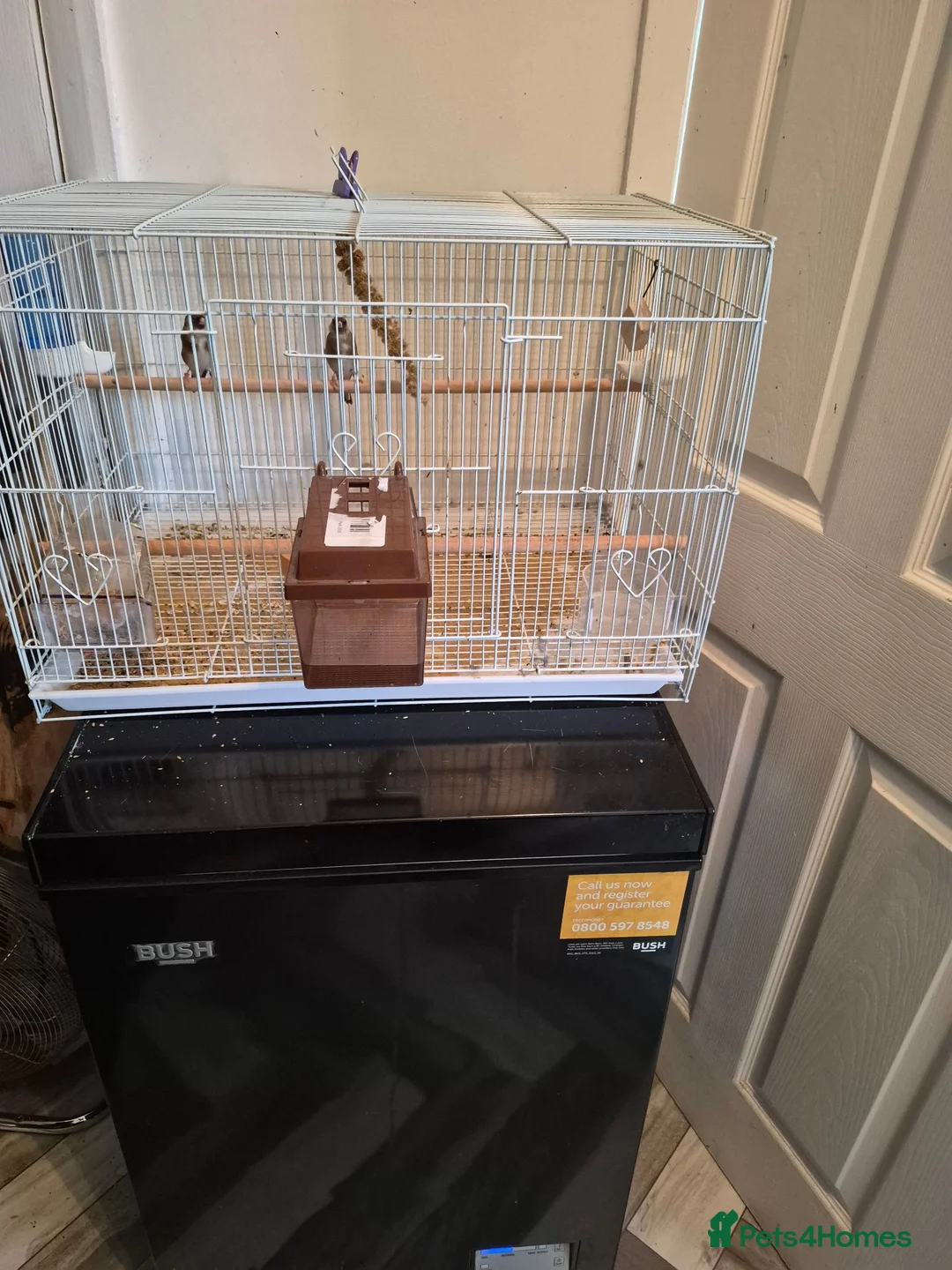 Finches birds for sale: Goldfinches  - Advert 3