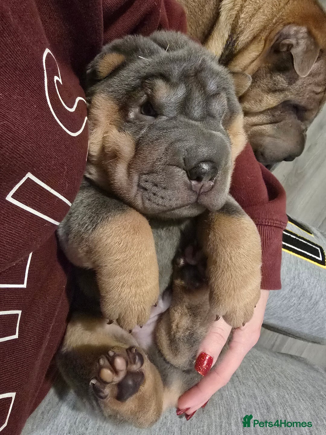Shar Pei dogs for sale: Beautiful litter of Shar Pei puppies!  - Advert 34