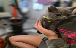 British Shorthair cats for sale: BSH kittens ready now vet checked - Image 2
