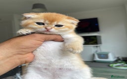 Scottish Fold cats for sale: LUXURY GOLDEN CHINCHILLA SCOTTISH FOLD KITTENS - Image 1