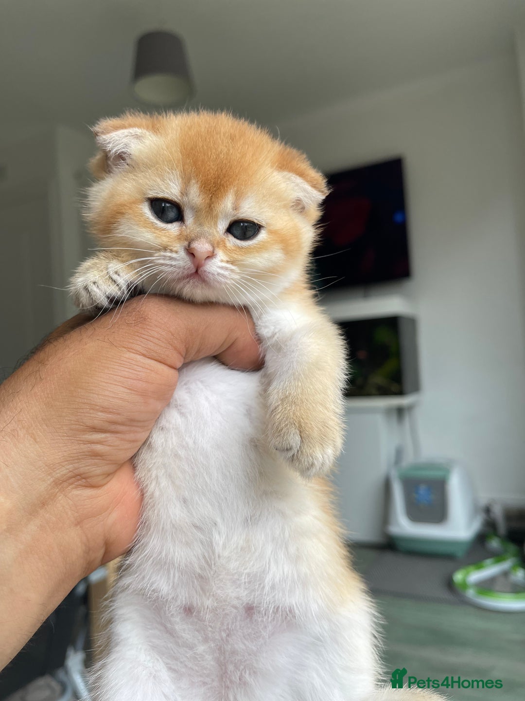 Scottish Fold cats for sale: LUXURY GOLDEN CHINCHILLA SCOTTISH FOLD KITTENS - Image 1