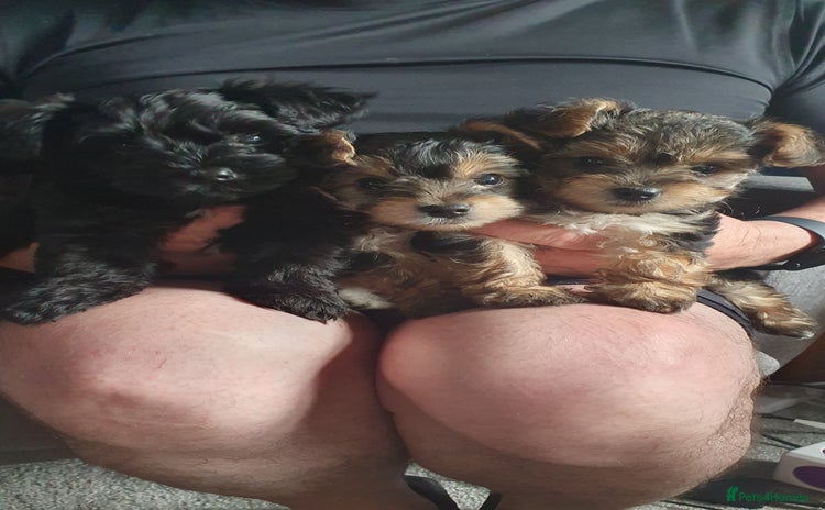 Yorkiepoo dogs - Advert 1