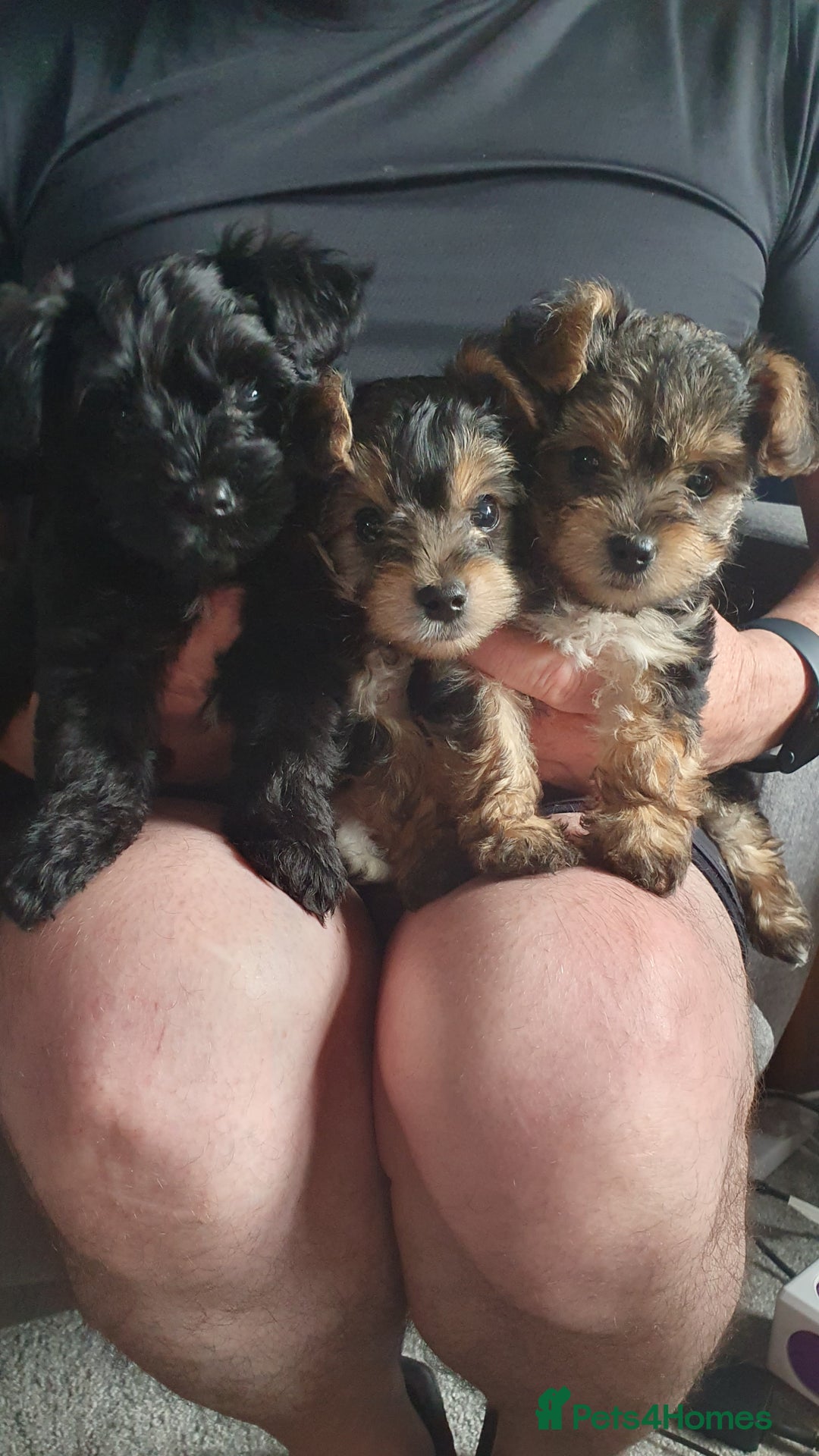Yorkiepoo dogs for sale: Yorkipoo  - Image 1