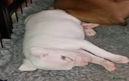 Boxer dogs for sale: Beautiful litter of six - Advert 15