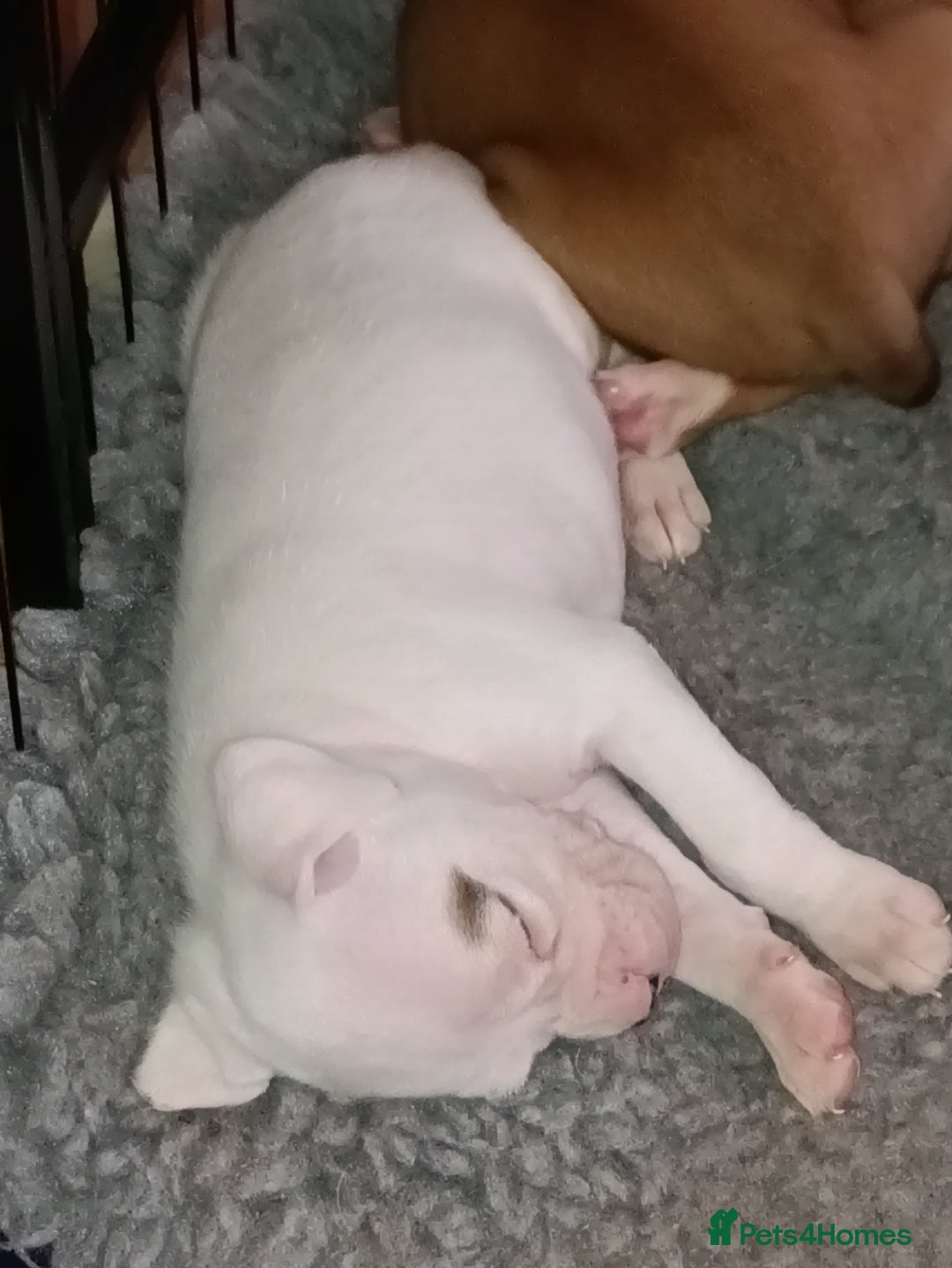Boxer dogs for sale: Beautiful litter of six - Advert 15