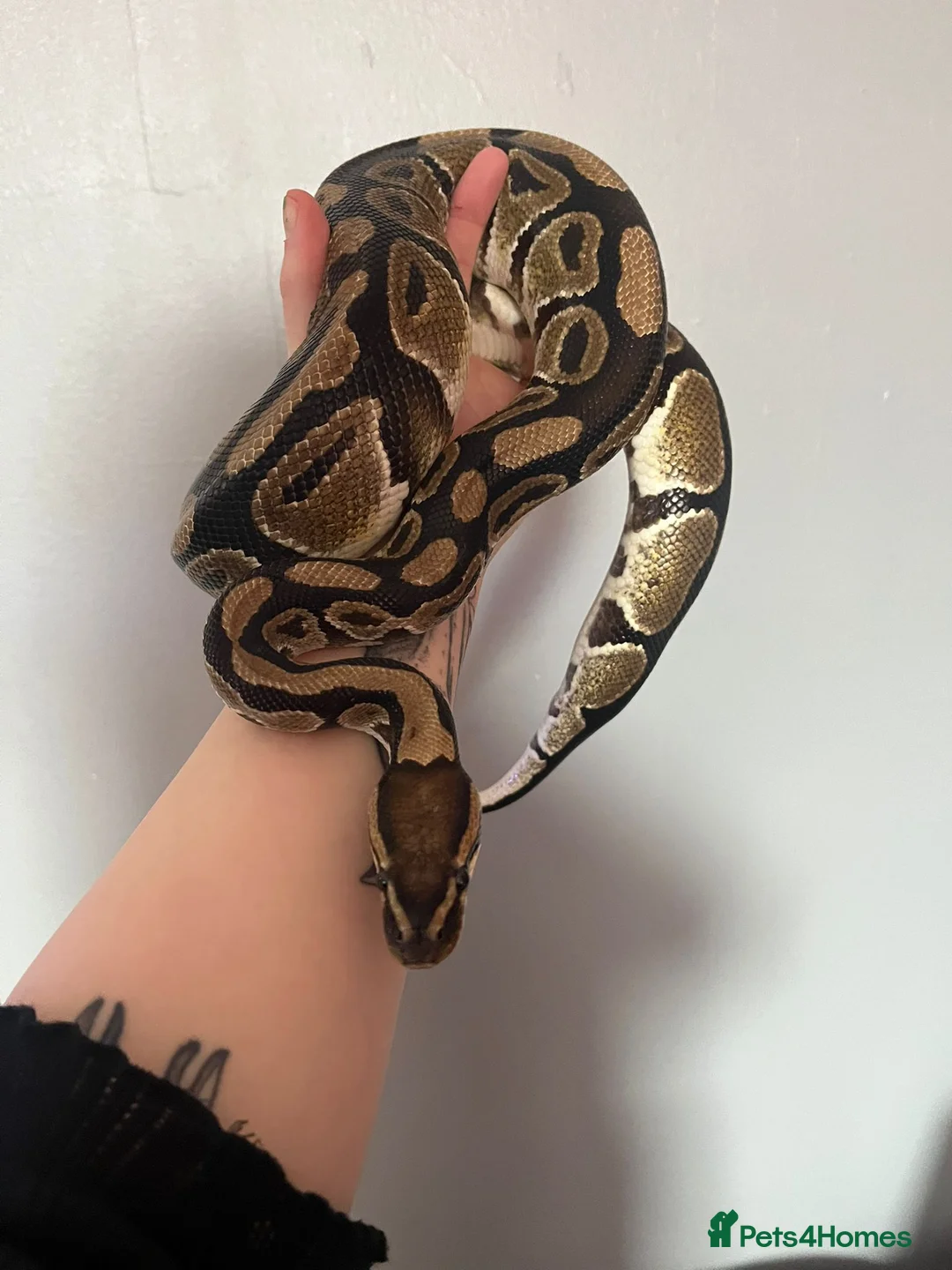 Snake reptiles for sale: 2 ball pythons plus tanks male and female  - Advert 3