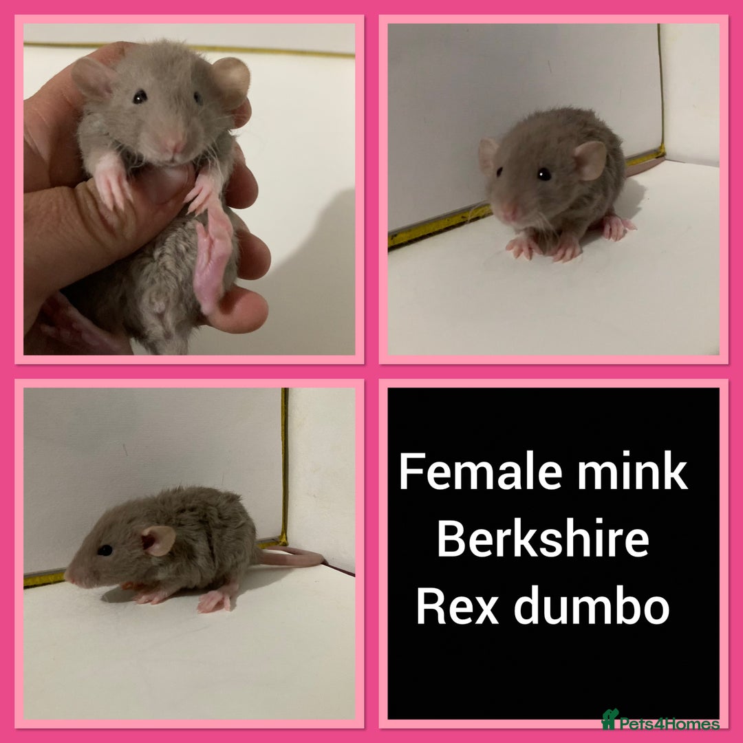 Rat rodents for sale: Adorable Dumbo Baby Rats ❤️ - Image 4