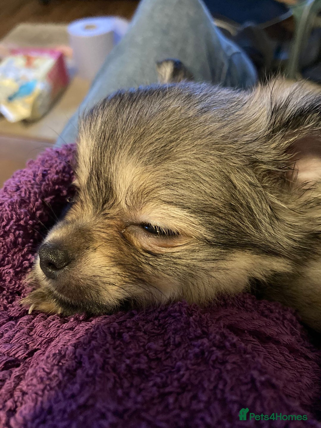 Pomchi dogs for sale: POMCHI - Advert 14