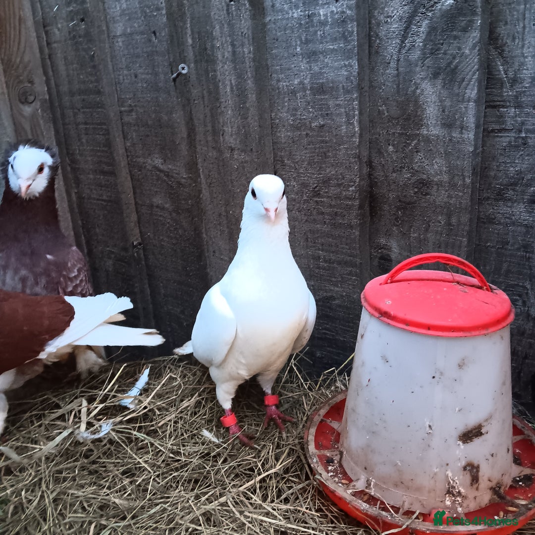 Pigeons birds for sale: Pigeons - Advert 2