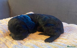 Cocker Spaniel dogs for sale: 10 Gorgeous KC Cocker Spaniel Puppies - Image 20