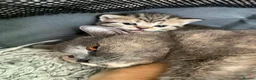 Scottish Fold cats for sale: Gorgeous Scottish Fold kittens for sale - Advert 7