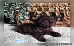 Shih Tzu dogs for sale: Stunning KC chocolate imperial Shihtzu puppies - Image 28