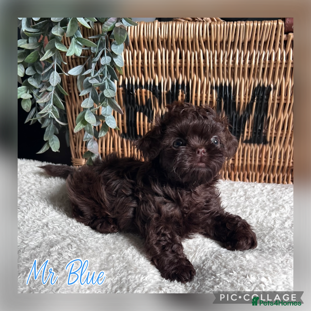 Shih Tzu dogs for sale: Stunning KC chocolate imperial Shihtzu puppies - Image 28