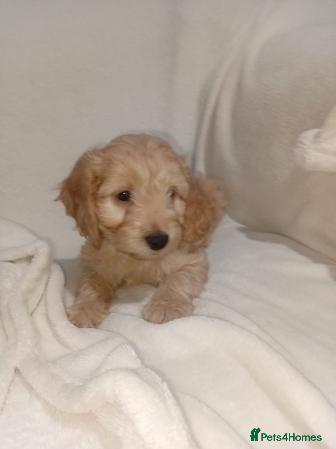 Cockapoo dogs for sale: Ready now stunning cockapoo girls - Advert 28