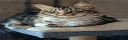 Maine Coon cats for sale: Adult cat sisters looking for a home together. in Bracknell - Advert 3