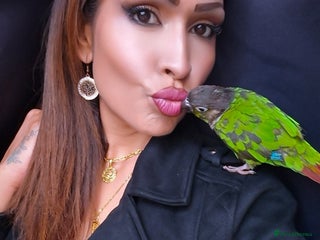 Conures birds Tame male conure 9 months old - Advert 3