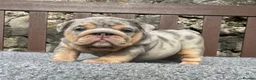 English Bulldog dogs for sale: Beautiful English bulldog puppies - Advert 4