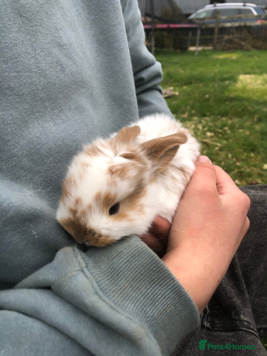 Mini Lop rabbits for sale: Mini lop kits for sale  - Advert 6