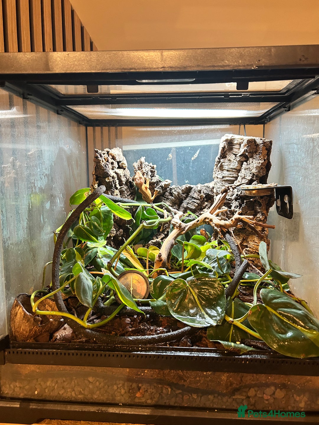 Gecko reptiles for sale: Crested Geckos X2 And full Bioactive Setup  - Advert 6