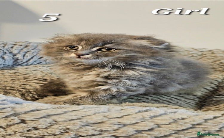 Scottish Fold cats - Advert 3