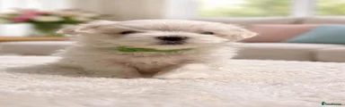 Maltese 2
