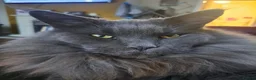 Maine Coon cats for sale: Maine coon boy  - Advert 2