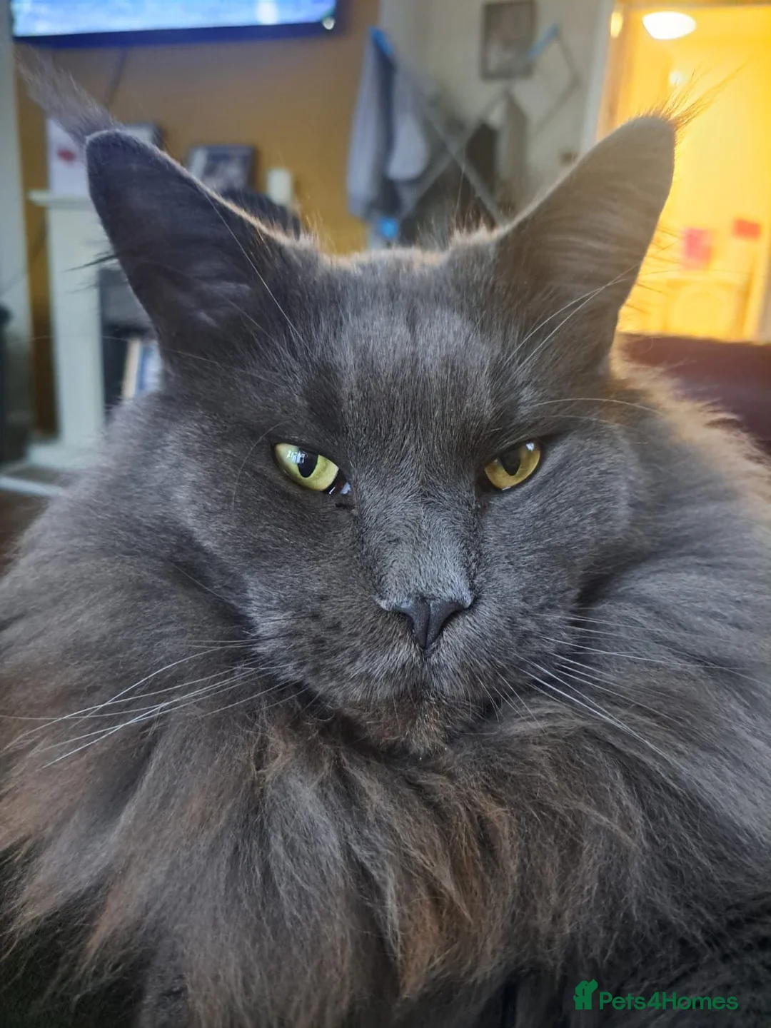 Maine Coon cats for sale: Maine coon boy  - Advert 2