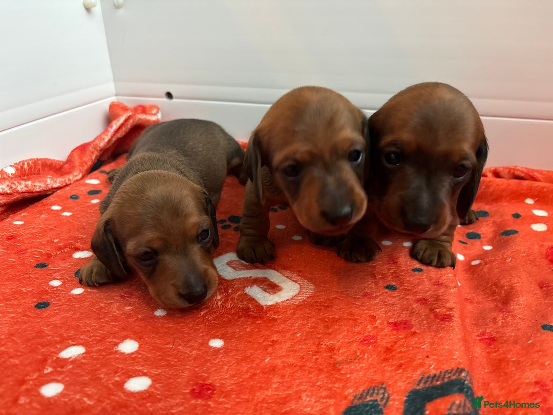 Miniature Dachshund dogs for sale: Miniature smooth hair dachshund puppies for sale - Advert 6