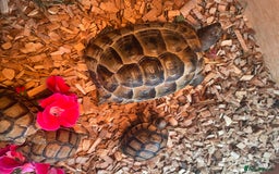 Tortoise reptiles for sale: Greek baby tortoises  in London - Image 7
