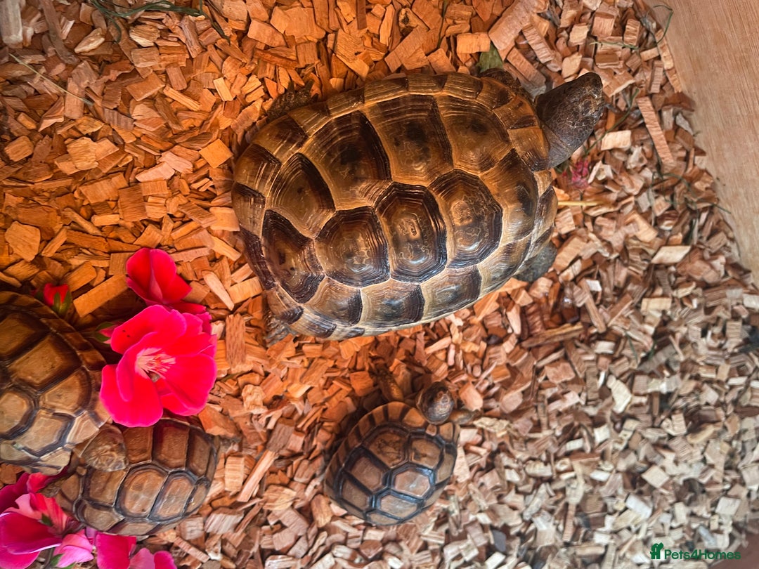 Tortoise reptiles for sale: Greek baby tortoises  in London - Image 7