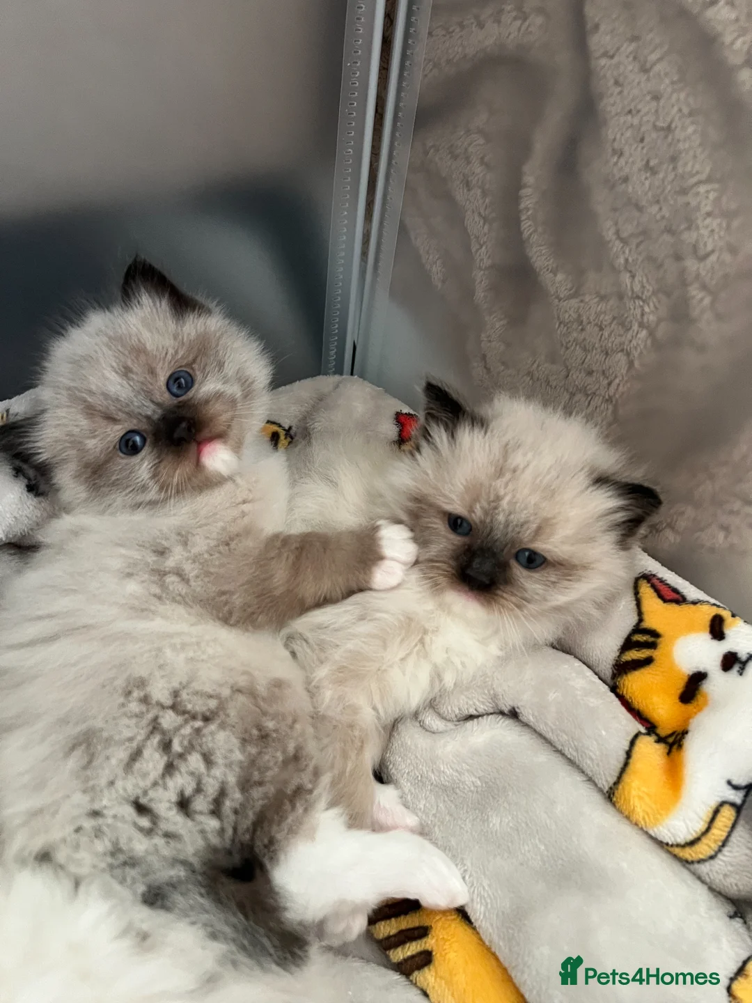 Ragdoll cats for sale: Pedigree Ragdoll Kittens 1 Girl & 1 Boy Available  - Advert 1