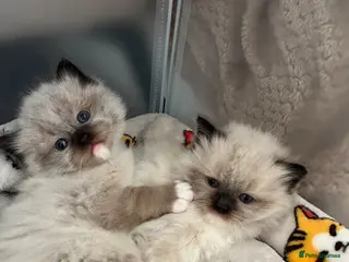 Ragdoll cats Pedigree Ragdoll Kittens 1 Girl & 1 Boy Available - Advert 4